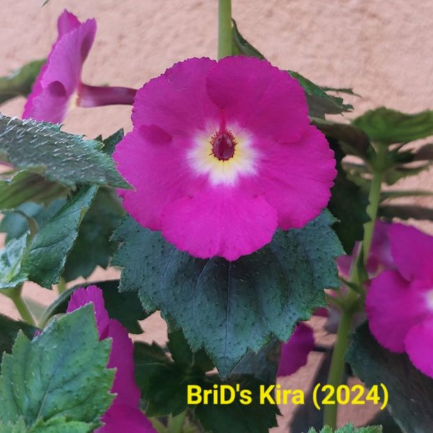 Img.2024.07.07 - Achi din semințe BriDs 2024