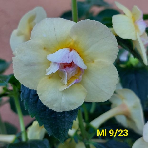 Img.2020.7.09 - Achi din semințe BriDs 2024