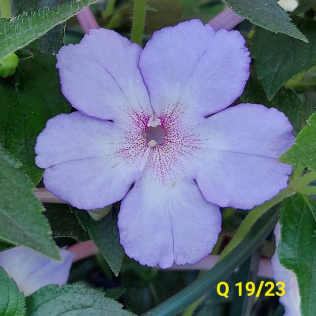 Img.2024.07.09 - Achi din semințe BriDs 2024