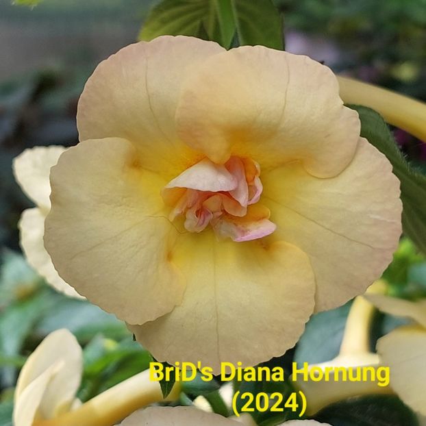 Img.2024.07.14 - Achi din semințe BriDs 2024