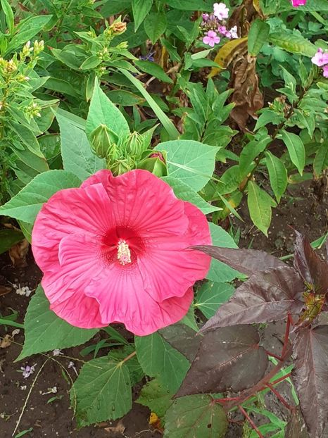  - Hibiscus Moscheutos