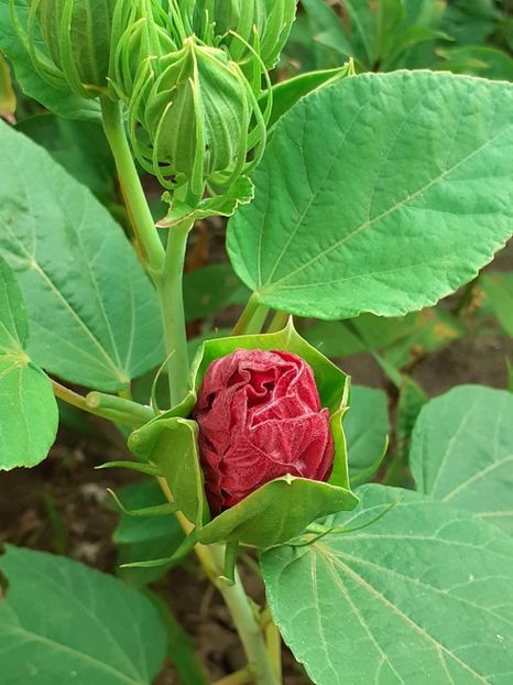  - Hibiscus Moscheutos