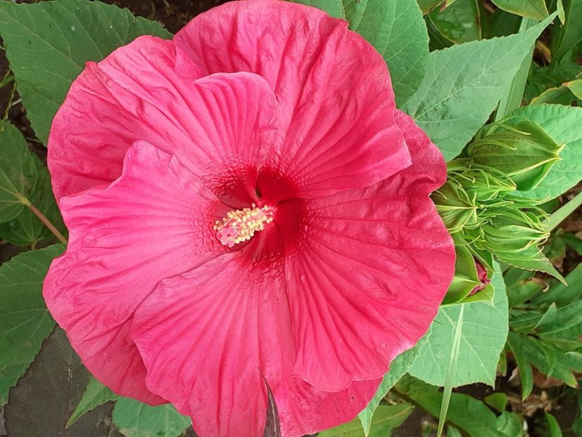  - Hibiscus Moscheutos