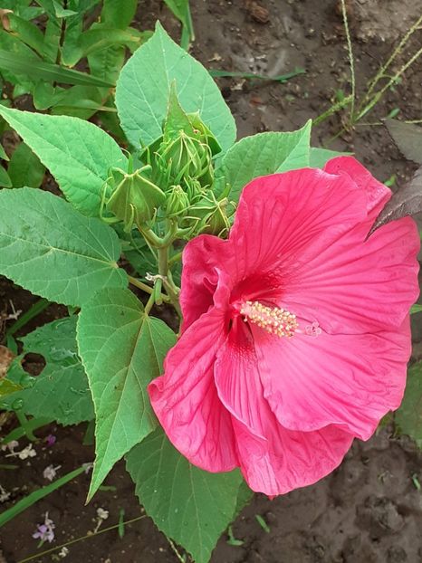  - HIBISCUS MOSCHETUOS