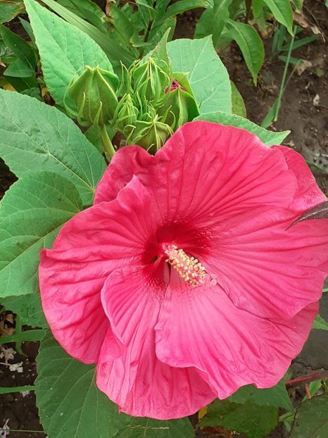  - Hibiscus Moscheutos