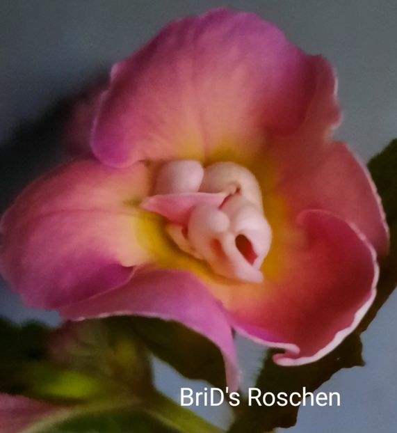  - ACHIMENES - 2024