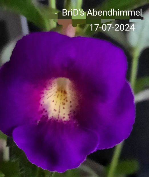  - ACHIMENES - 2024