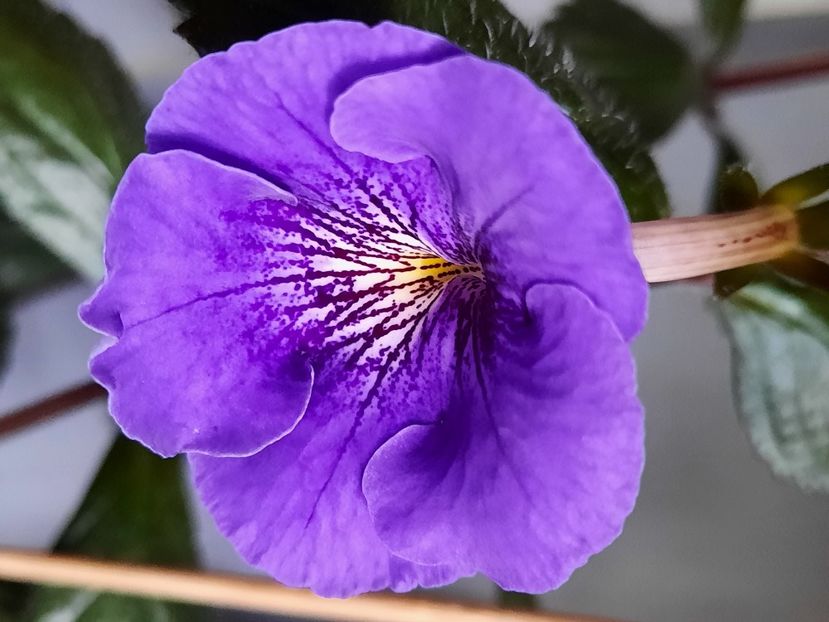 Serge's  Revelation-17-07-2024 - ACHIMENES - 2024
