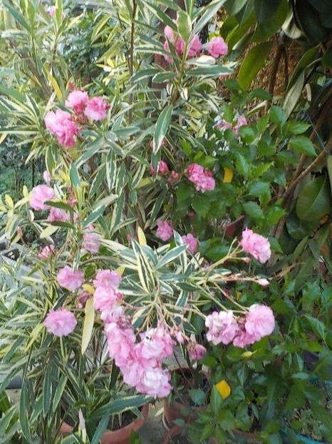  - variegat nr 24