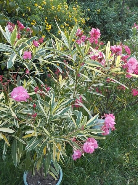  - variegat nr 24