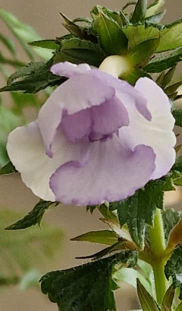 Made in Heaven - Achimenes 2024
