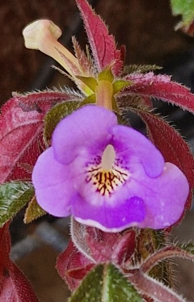 Electra - Achimenes 2024