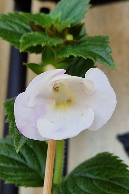 2024 - Rfs Mexican Velvet White