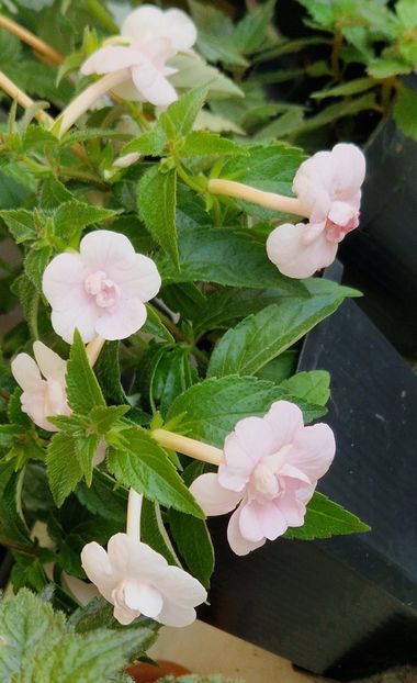  - Double Pink Rose p