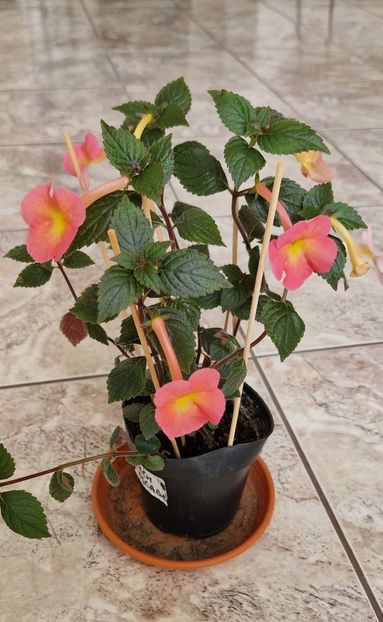  - Peach Cascade p