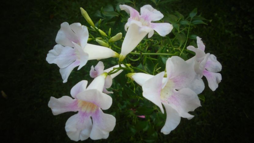 Pandorea jasminoides - 2024
