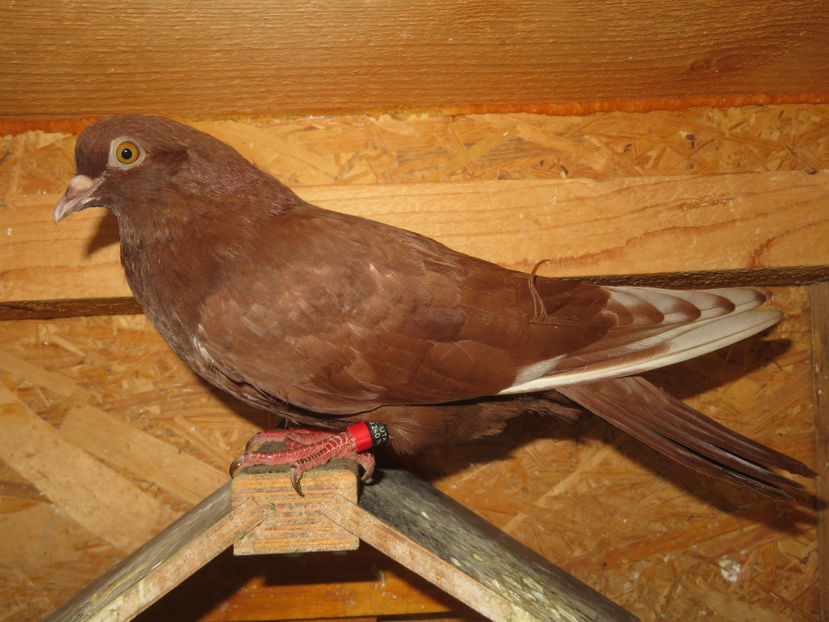 10 iulie 24 - Standard - Zburator Roșu de Târgoviște