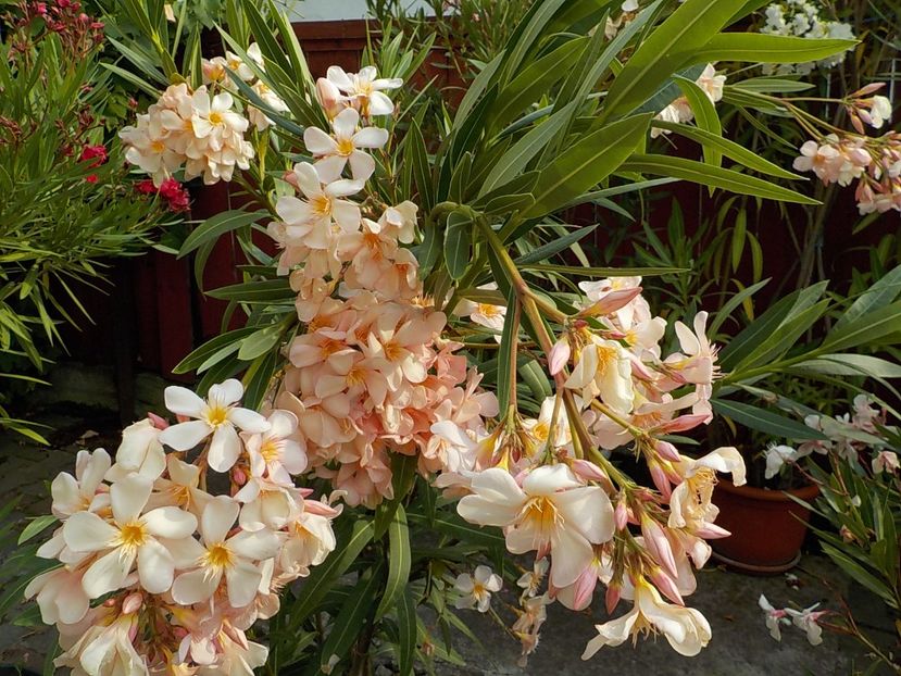  - csomori nr 49