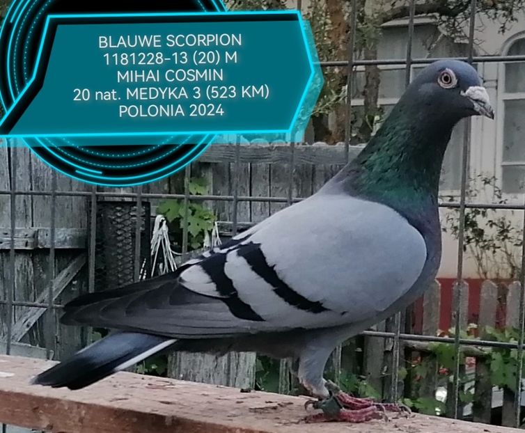  - MEDYKA 3 523 KM POLONIA