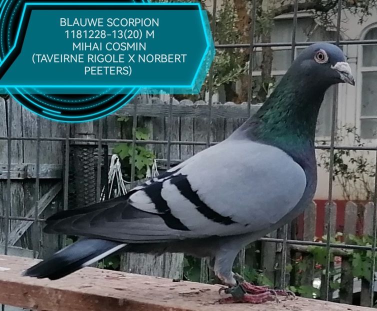  - MEDYKA 3 523 KM POLONIA