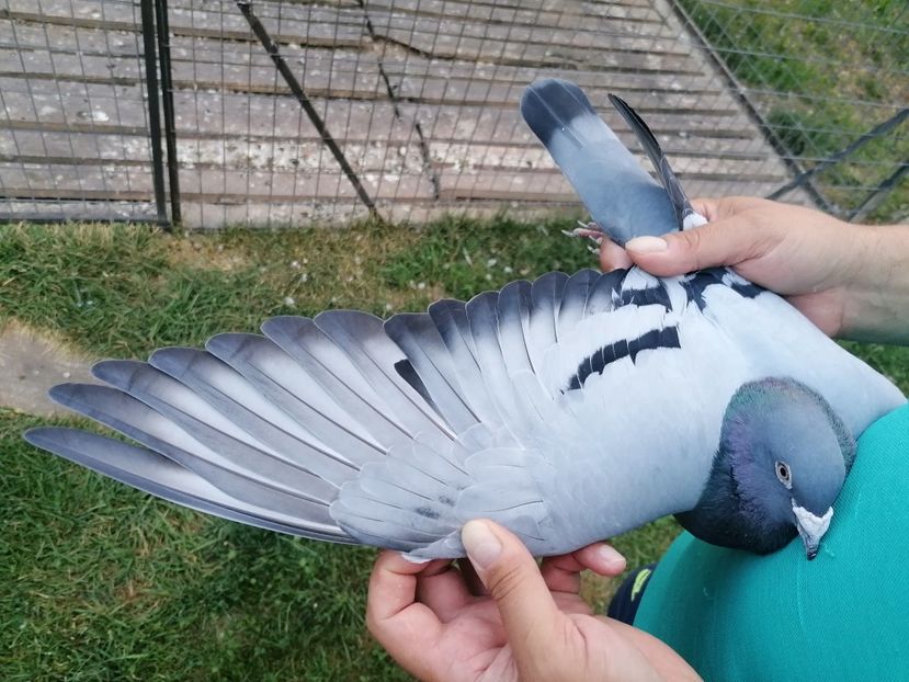  - MEDYKA 3 523 KM POLONIA