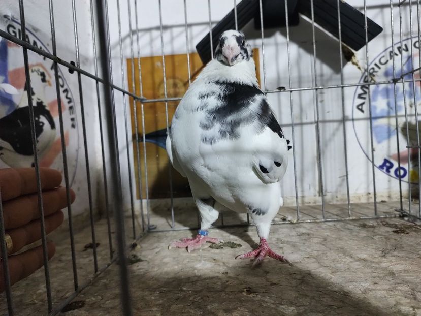 M 2024 - Porumbeii vânduți !