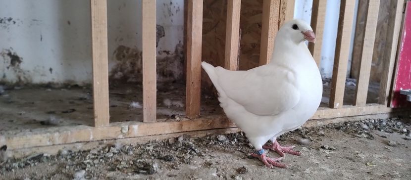 M 2024 - Tineret 2021