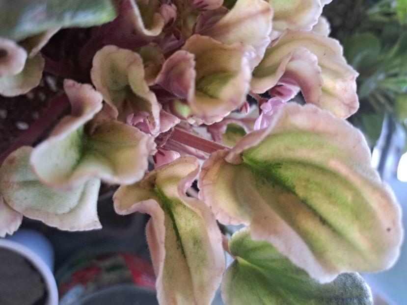  - Violete frunze si rozete