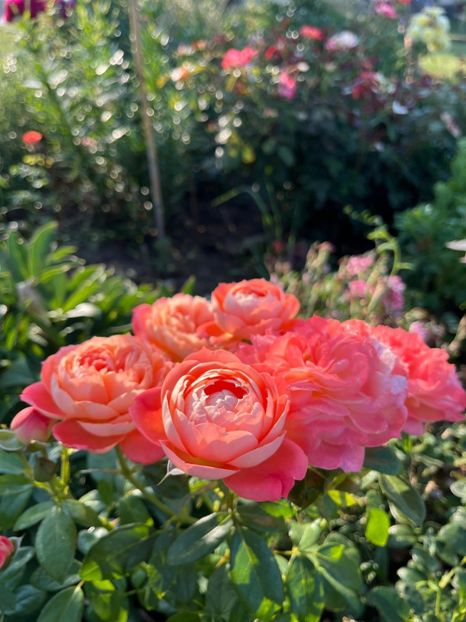 Queen of hearts - 2024 trandafiri