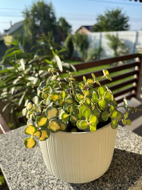  - cactus și suculente