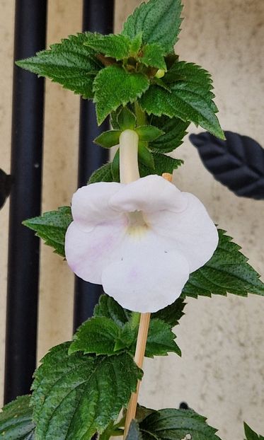  - Rfs Mexican Velvet White