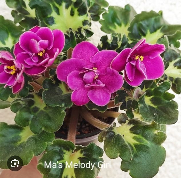 Foto net - Violeta Ma s Melody Girl