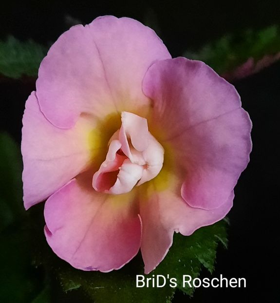 - ACHIMENES - 2024