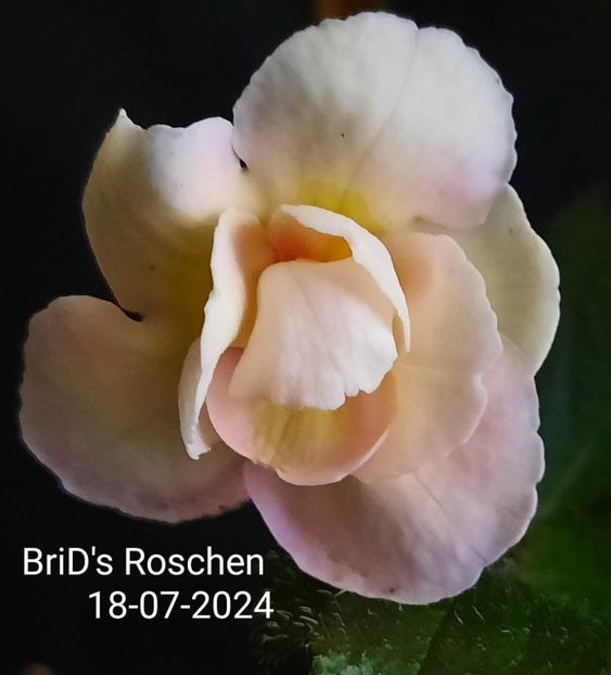  - ACHIMENES - 2024