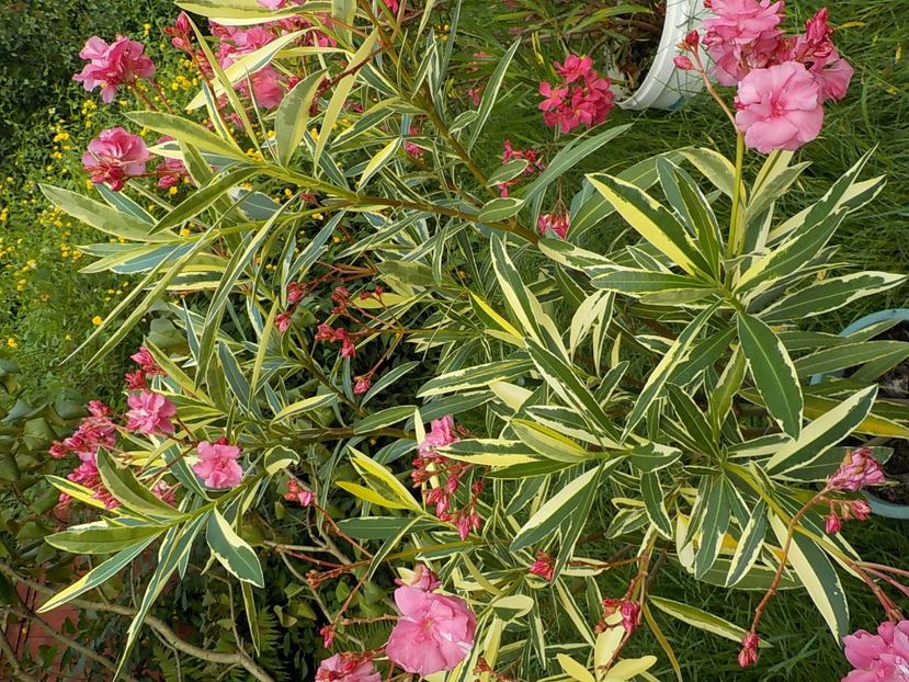  - variegat nr 24