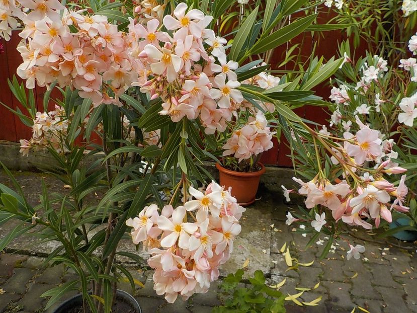  - csomori nr 49