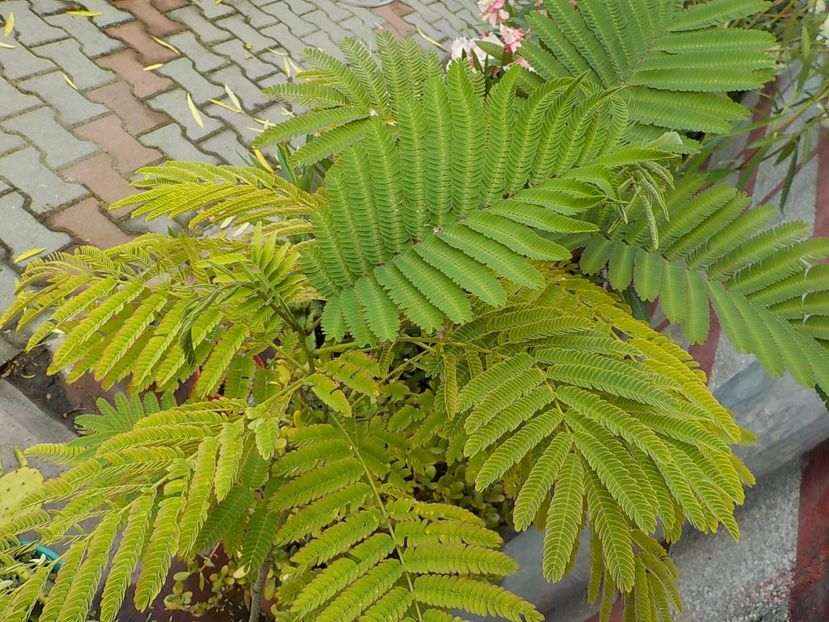  - albitzia jullibisprinum
