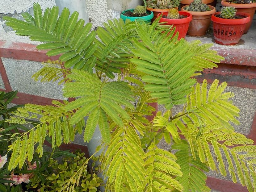  - albitzia jullibisprinum