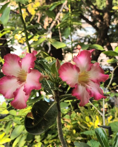  - Adenium sau trandafirul deșertului