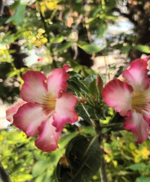  - Adenium sau trandafirul deșertului