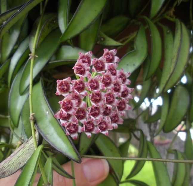 Hoya Wayetii - Hoya Wayetii