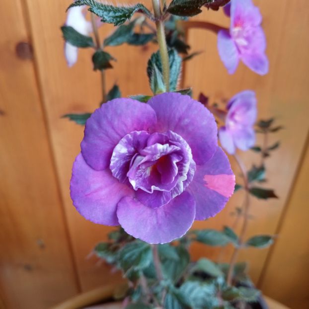  - Purple Mystery
