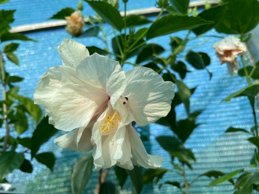  - 001 - Hibiscusi 2024 - 1