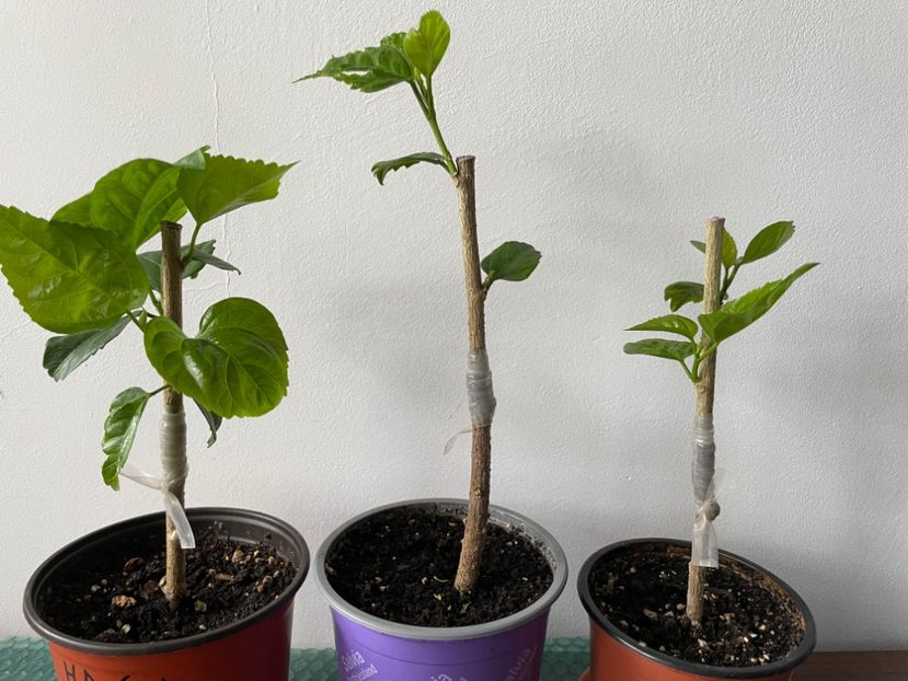 O luna de la altoire - 001 - Hibiscusi 2024 - 1