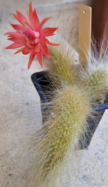 Hildewintera cola de mononis - Cactusi si suculente 2020-2021-2022-2023- 2024