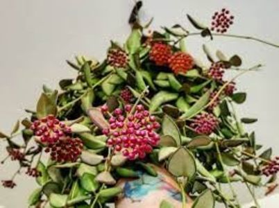 Hoya sp aff burtoniae Variegata - Hoya sp aff burtoniae Variegata