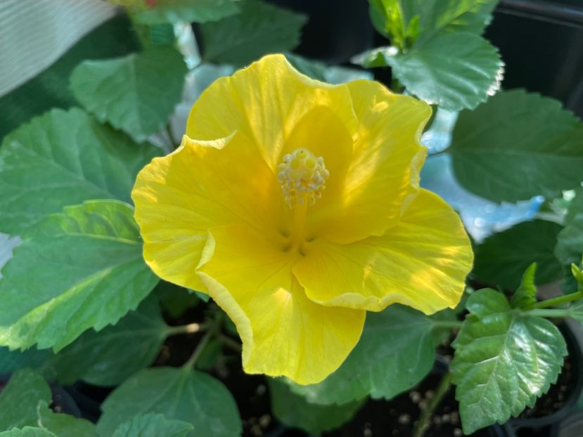  - Clasici - Apricot Dublu și Alb Dublu