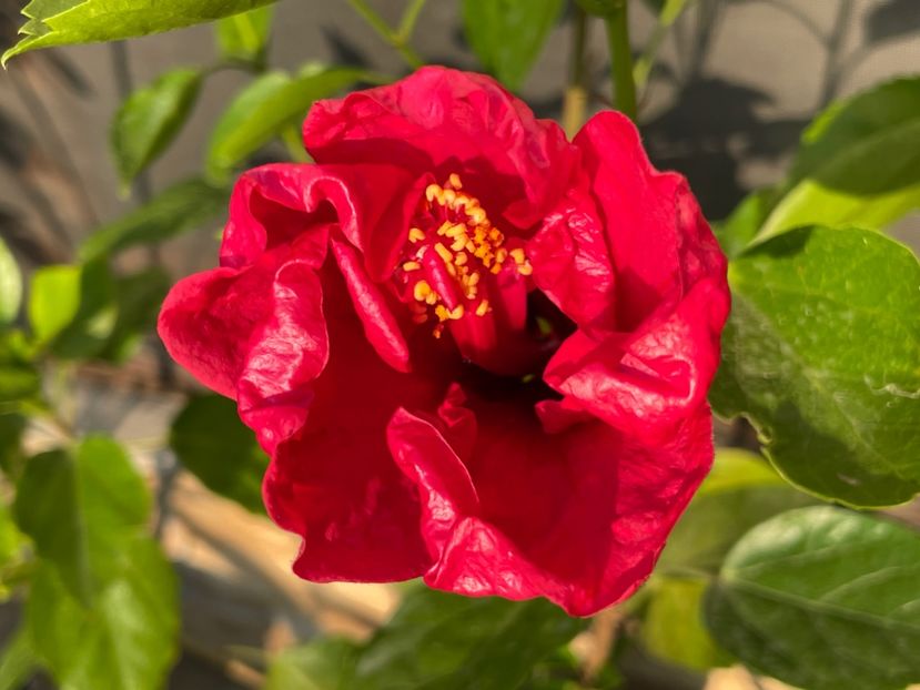  - 001 - Hibiscusi 2024 - 1