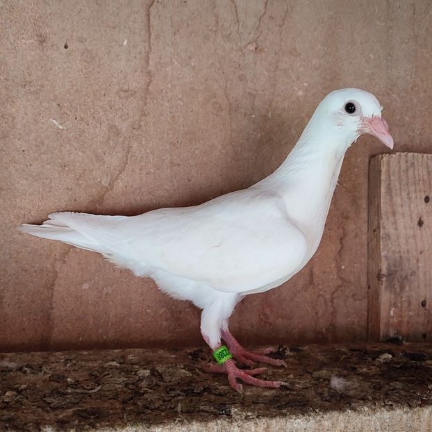 Pui 23-388....-20 lei - Porumbei vanduti