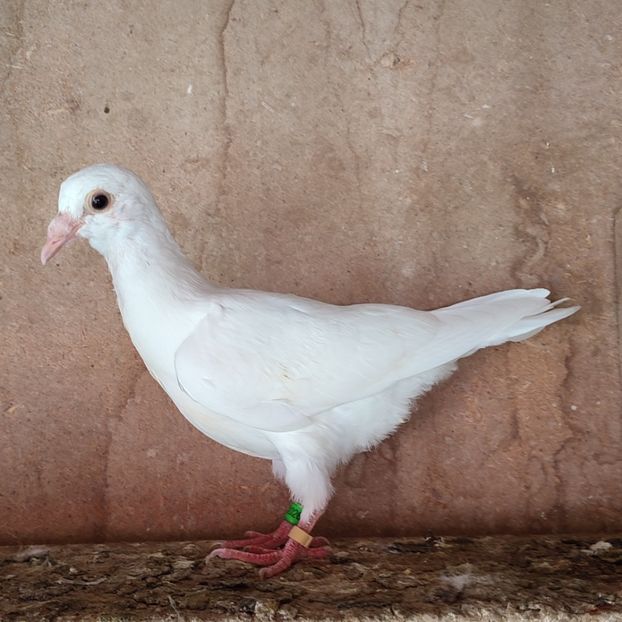 Pui 23-817....-20 lei - Porumbei vanduti